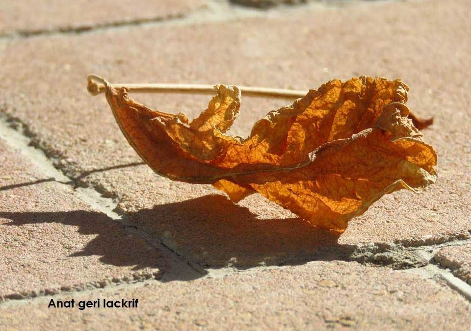 עלה שלכת – צילום של ענת גרי לקריף
